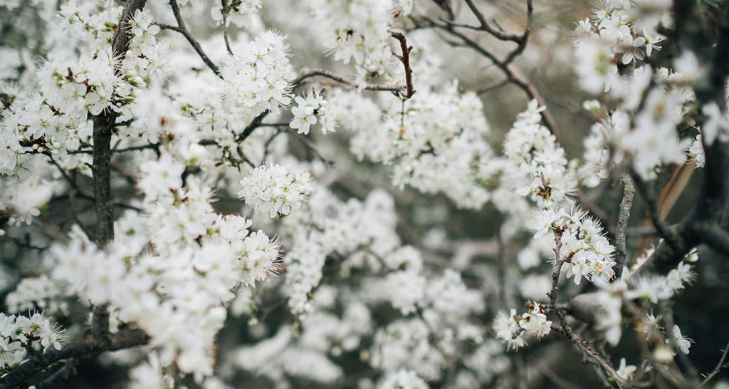 Profumi equivalenti di primavera