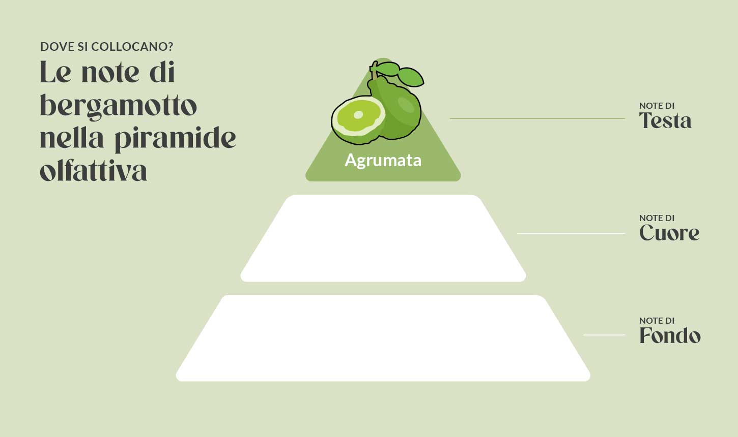 Il bergamotto nella piramide delle note olfattive