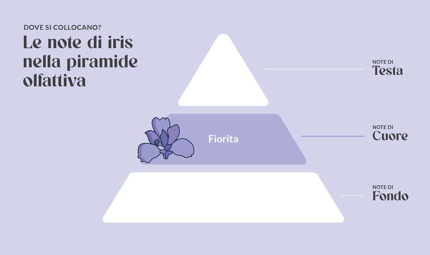 Le note di iris nella piramide olfattiva