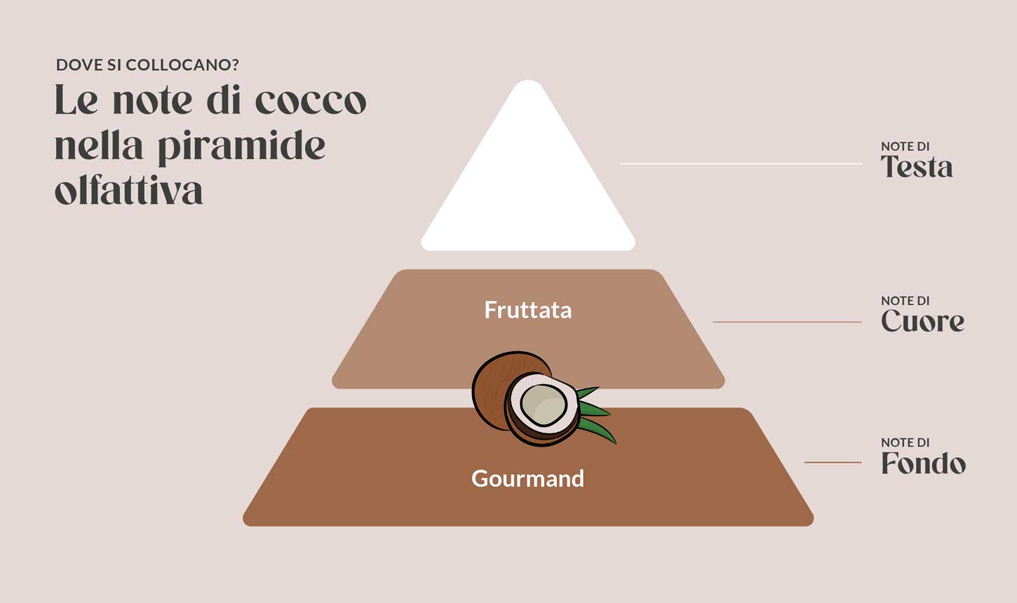 Le note di cocco nella piramide olfattiva