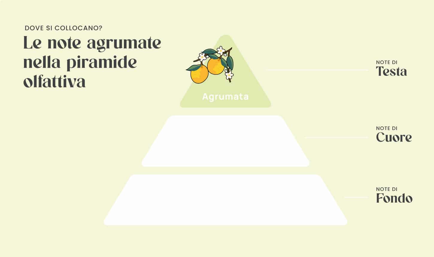 Gli agrumi nella piramide delle note olfattive Gli agrumi nella piramide delle note olfattive