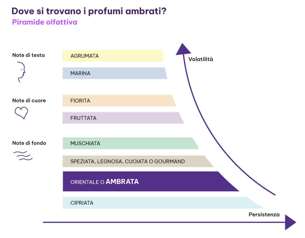 Dove si trovano i profumi ambrati infografica